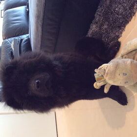 Hondenfoto van Amy & Boefke
