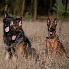 Hondenfoto van De Mecheltjes clan