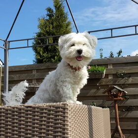 Hondenfoto van Inge, baasje van Gina, Flynn en Wobbe