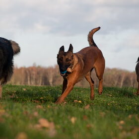 Hondenfoto van De Mecheltjes clan
