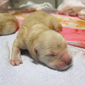 pup als derde geboren, donker blauw bandje weegt 418 gram