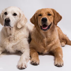 Hondenfoto van Golden Girls 