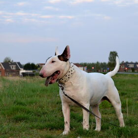 Hondenfoto van Hannah & Bink† en Beertje