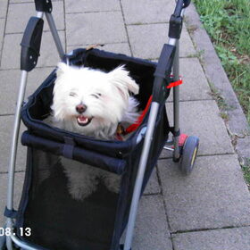 snoopy in de buggy