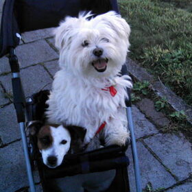 snoopy: help ik wil er uit! gipsy : help ik word verpletterd