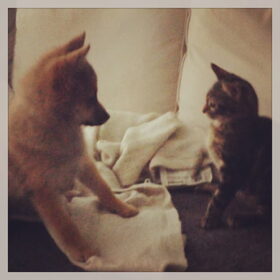 Xilla en Lucie toen ze nog mini waren! Schattigaardjes.