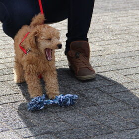 Even gapen hoor.. zo'n puppycursus begint ook wel errug vroeg;-)