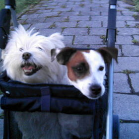 samen in de buggy