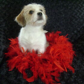 charlie in kerstsfeer