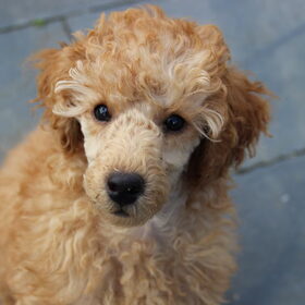 Flynn 11 weekjes oud