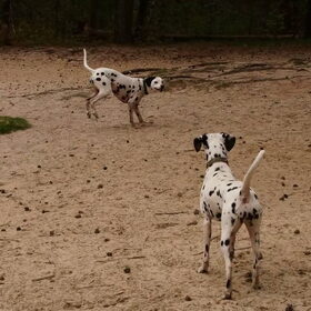 Jolie ontmoet een andere dalmatiër in Nederland en bekijkt het…