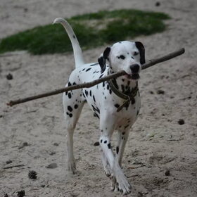 Jolie en de stok