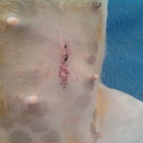 poppy na de operatie