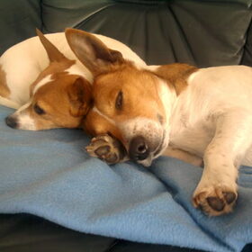 Hondenfoto van nora jazzy en poppy