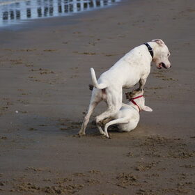 Athena en Nahla spelend in Cadzand