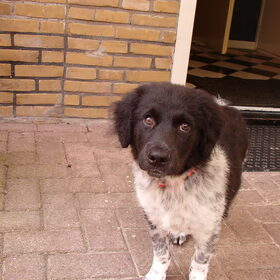 Hondenfoto van Jannie