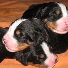 Hondenfoto van Constance R.I.P. Beau 