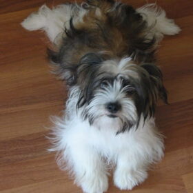 Dit is Lizzy een teefje Lhasa apso/Maltezer. Lizzy is op 30…