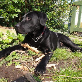 Hondenfoto van Hannah en Pépé