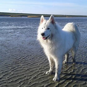 Hondenfoto van Team Black & White