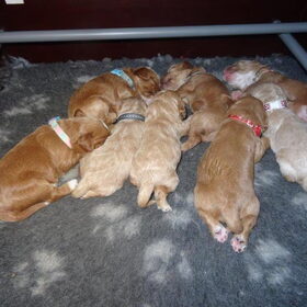 Doodle puppy's