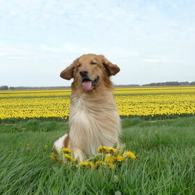 Hondenfoto van L&R