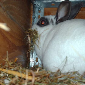 Hondenfoto van liesbeth,Turbo,Luna, Levi en Faith