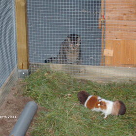 Hondenfoto van liesbeth,Turbo,Luna, Levi en Faith