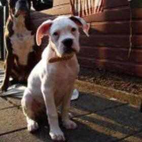 Dit is Daisy, een paar weken oud en een lekkere ondeugende pup…
