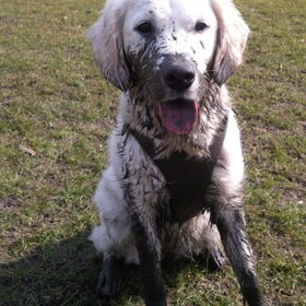 Hondenfoto van Golden Girls 