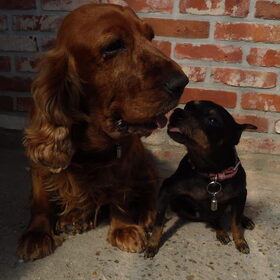 Hondenfoto van Silvia, Blackie & Saffira