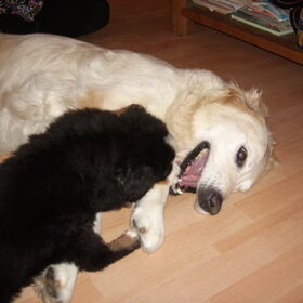 Hondenfoto van Lisa & doggs