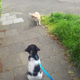 Hondenfoto van Michelle & Bentley