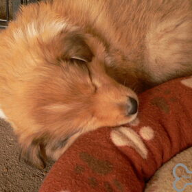 24-04-2014, puppy knuffelen met de Collies!