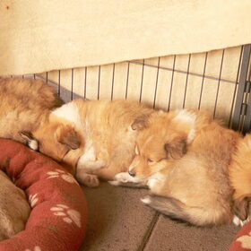 24-04-2014, puppy knuffelen met de Collies!