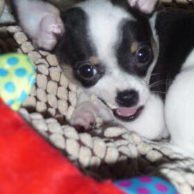 puppie skye