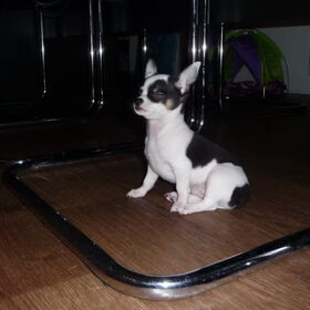 puppie skye