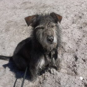 Hondenfoto van Joyce&Chica