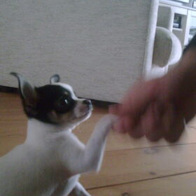 puppie oskar