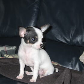 mijn lieve kleine diva