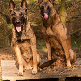 Hondenfoto van De Mecheltjes clan