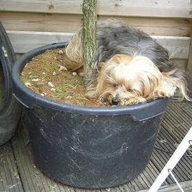 Slapen in de bloempot