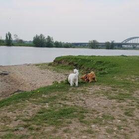 Hondenfoto van Inge, baasje van Gina, Flynn en Wobbe