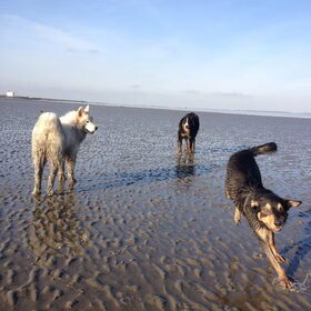 Hondenfoto van Team Black & White