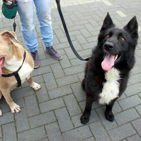 Hondenfoto van Eline & Vino