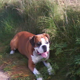 dit is rocky, onze vorige boxer. hij was 2 1/5 jaar toen hij bij…