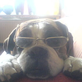Rocky met bril.ziet er wel heel intelligent uit:P
