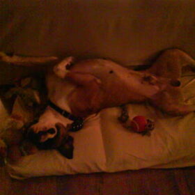slapen op z`n frans??:P