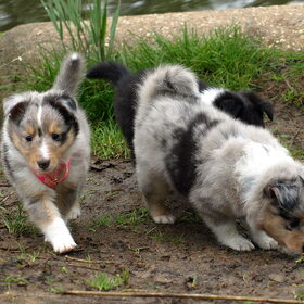 Hondenfoto van Laura, Shady, Tika, Merle en Jenna