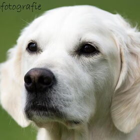 Hondenfoto van Golden Girls 